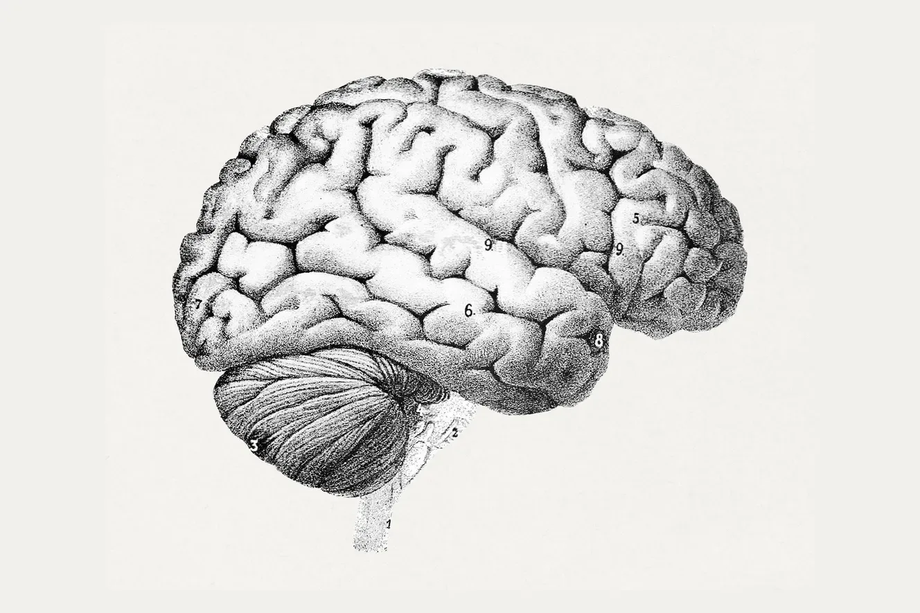 Gravure anatomique de la surface du cerveau, 1894